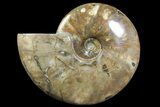 Polished Ammonite Fossil - Madagascar #166687-1